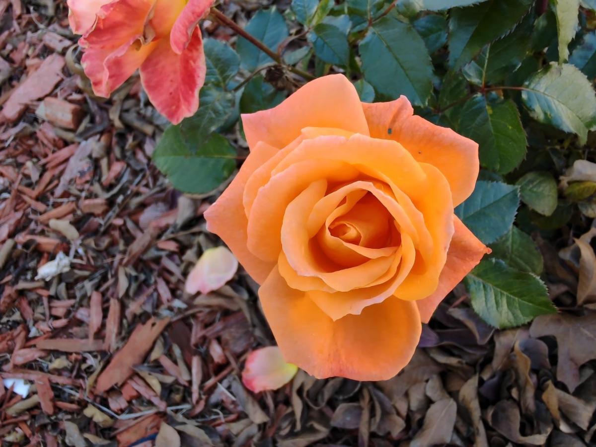 Granbury Gardens Bed&Breakfast Exterior foto